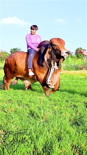 A day in the life of 1250 kg Brahman bull from YZ Santi Farm in Thailand