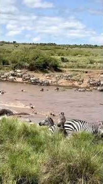 Everything That Happens During the Great Wildebeest Migration 🐃🐊🦁