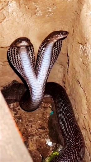 Two-Headed Cobra?! 😱 A Rare Snake Born With Two Heads