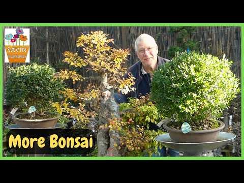 Budget Bonsai Gold! Hidden Gems at Savin Nurseries Tour (Part 2)
