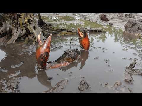 Catching Huge Mud Crabs in the Swamp After Low Tide | Fishing Mud Crab by Hand