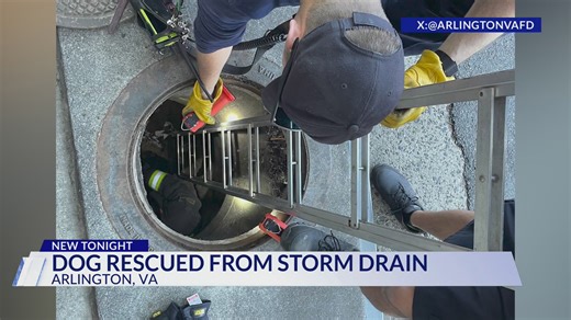 Arlington firefighters rescue dog from storm drain