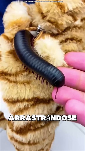 Algo Vivía Dentro Del Peluche 😱