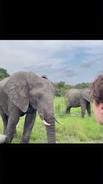 The Elephants and Lions in Africa are marvelous