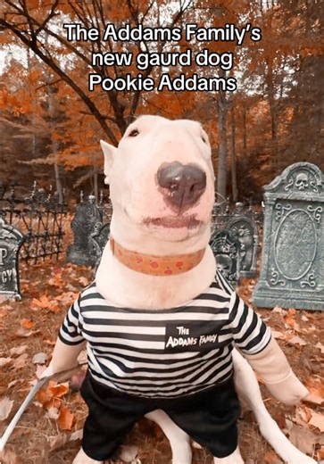 Pookie Addams: The Addams Family's New Guard Dog Protects Wednesday
