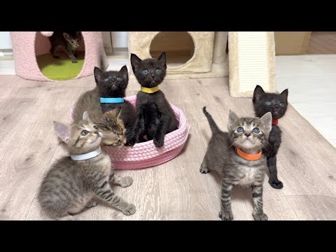 みんなが集まる中 1匹だけ自由すぎる子猫【かのこ日記】 Everyone is hooked♡... except for one free-spirited kitten
