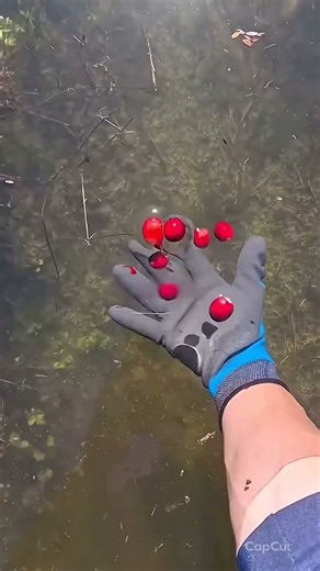 Cranberry Harvest Comes With a Spider Surprise! 😱