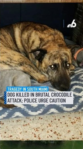 Dog killed in brutal crocodile attack; police urge caution