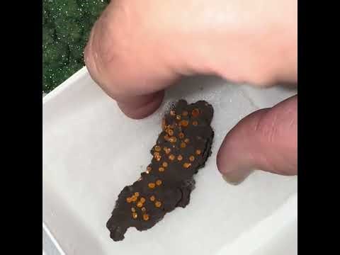 Wulfenite, Anglesite on Cerussite, cuprite on native copper, chalcopyrite, alabandite and more