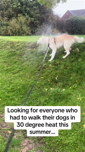 Walking an Akita in rainy British weather