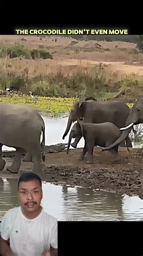 The Crocodile Didn't Move… Until the Hippos Arrived! 🐊#Wildlife #Hippo #AnimalKingdom