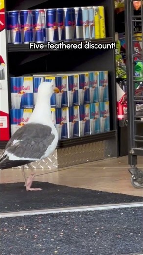 Seagull Steals Takis From Gas Station in Broad Daylight!