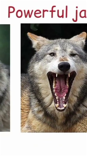 Wolf vs Coyote 🐺 More Than Just a Snout!