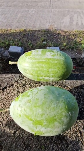 Experiment: Will a Watermelon explode after Falling??