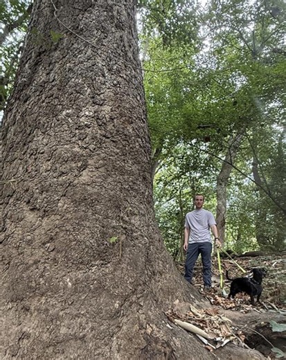 Maryland’s Largest Tree Stands 145 Feet Tall - The MoCo Show