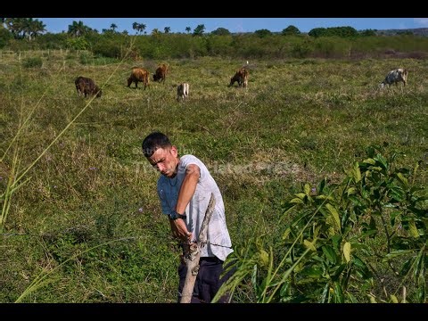 US energy blockade leaves Cuban farmers struggling to feed a nation