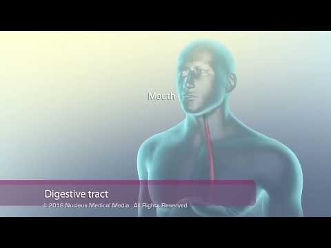How the digestive system works #humanbody #education #biology #biology viralideo #youtubegrowth