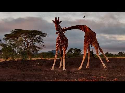 These Giraffes Couldn’t Have Picked a Better Spot