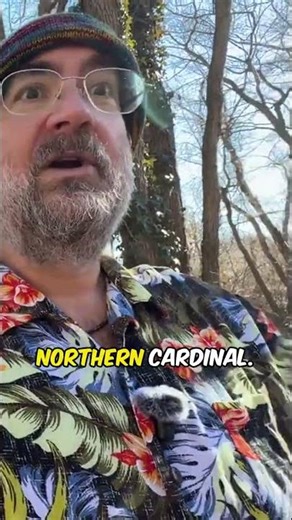 Spring Sounds: The Cardinal's Call #shorts