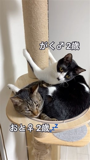 キャットタワーで眠る「おと♀」どガリガリする「がく♂」