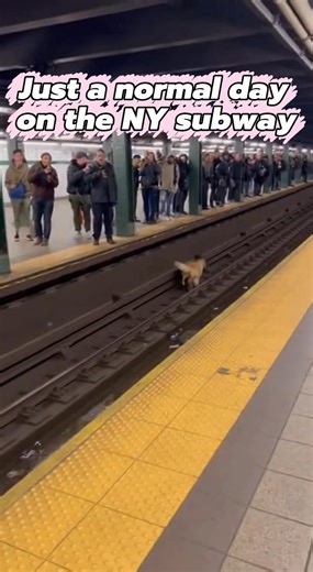 Dog's Adventure on NY Subway Tracks Watch as a dog navigates the subway tracks, leading to a rescue. #fblifestyle #AI Generated using Kling AI . . . (For entertainment purposes only. Consult professionals if guidance on activities is presented. No brand affiliation is implied if any are shown. If inspired by true events, creative adaptations may be included. Content may include public footage.) | Fabiosa Fitness