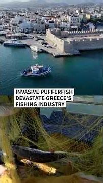 Invasive pufferfish devastate Greece’s fishing industry | AFP