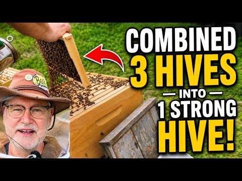 Beekeeping: One Strong Hive From Three Weak Ones