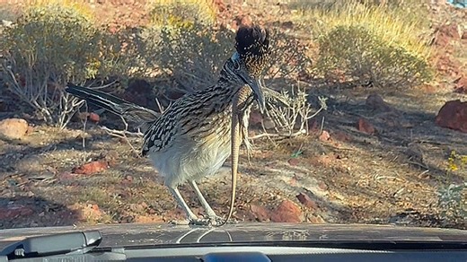 Proud roadrunner hops on car and shows off its catch