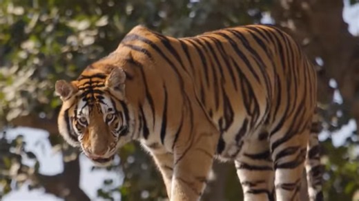 Sie stieg im Safari-Park aus dem Auto - Sekunden später riss ein Tiger sie fort