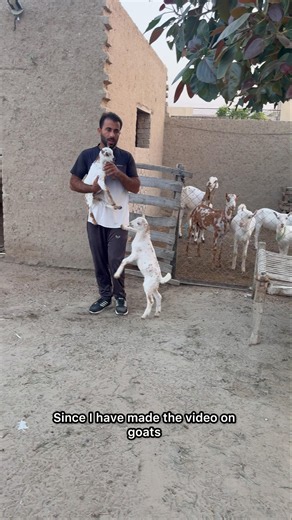 Where Can I Find Barbari Goats? 🐐 #BarbariGoat #GoatFarming #GoatBreeding #LivestockFarming #Goats