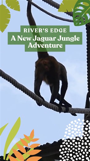 NOW OPEN! Discover the animals and adventures of Mesoamerica in the all-new River's Edge at Jaguar Jungle. 🐾 River’s Edge is filled with incredible wildlife, from playful spider monkeys overhead to curious capybaras and tapirs swimming below. Included with Audubon Zoo admission, buy your tickets today and join the adventure. | Audubon Zoo
