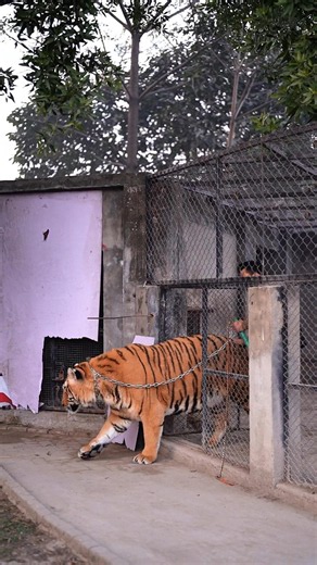 Tiger Loves to Go Outside of the Cage | Nouman Hassan
