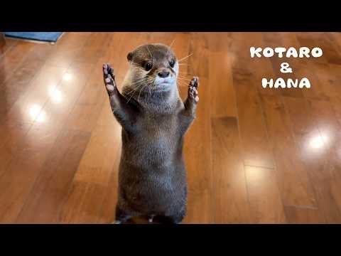 のんびりカワウソが狩猟モードになる瞬間・・！ Otters Turn into Hunting Machines!