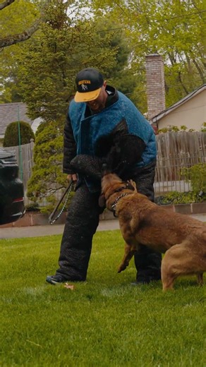 When a threat gets too close, an elite protection dog knows exactly when to act. 🚨
