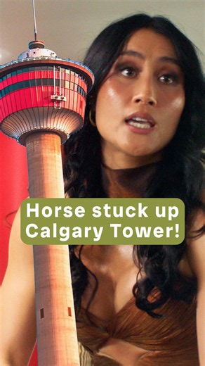 When you get a HORSE stuck up the Calgary Tower!