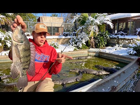 Fishing with Alligators in COLORADO - Great Sand Dunes, Tilapia Fishing & Car Camping
