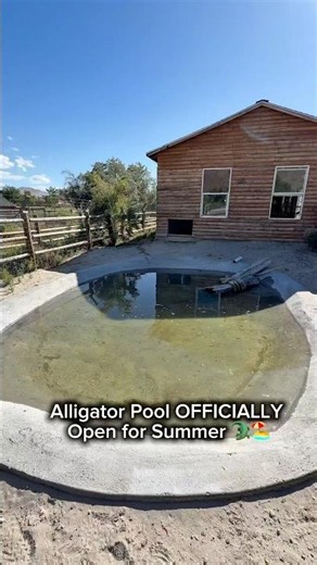 Alligator Pool OFFICIALLY Open for Summer 🐊🏖️ #shorts #alligator