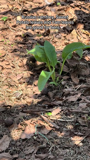Russian comfrey, Sweet Potato leaves and Yam leaves are good for hens🐓 #tumainipoultryfarm #localhens #poultryfarm #farmvisit
