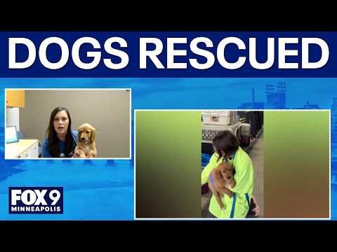 36 dogs rescued from unlicensed breeder in Cass County