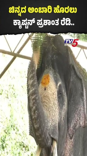 Mysore Prashanth Ready for Jamboo Savari: ವಿಜಯದಶಮಿ ಮೆರವಣಿಗೆಗೆ ಸಿದ್ಧವಾಗಿರುವ ಗಜಪಡೆಯ ನಾಯಕ! Tv5 Kannada