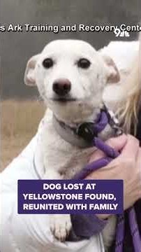 Dog lost at Yellowstone found, reunited with family