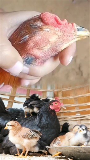 Chicken Abscess Removed from the Head 🐔 | Satisfying Animal Care