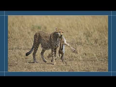The Speed King: Cheetah in Action | Nature Documentary