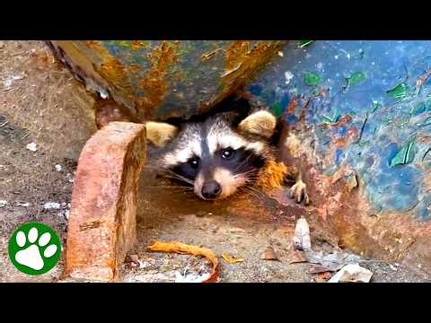 Stuck raccoon begs for help with pleading eyes 🥺