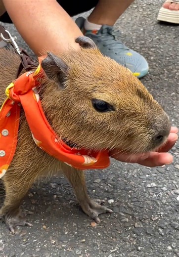 Capybara Moments: Peace and Fun
