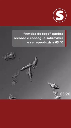 "Ameba de fogo" quebra recorde e se reproduz a 63 ºC #superinteressante #biologia #curiosidades