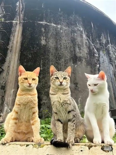 The Most Dramatic Cat Fight That Never Ends 😂 #cats #cat #catvideo