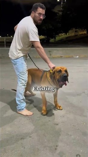 Dogs That Look Calm But Are Deadly – Dogo Argentino, Japanese Tosa & Fila Brasileiro