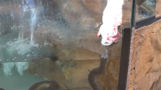 Watch what happens when an anaconda snatches its prey