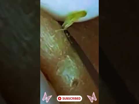 Extreme Blackhead Removal | Deep Pore Cleaning #blackheads